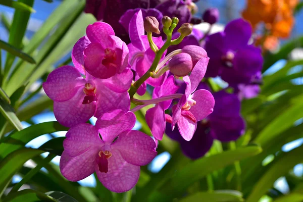 Thai orchid från Suan Pueng orchid farm — Stockfoto