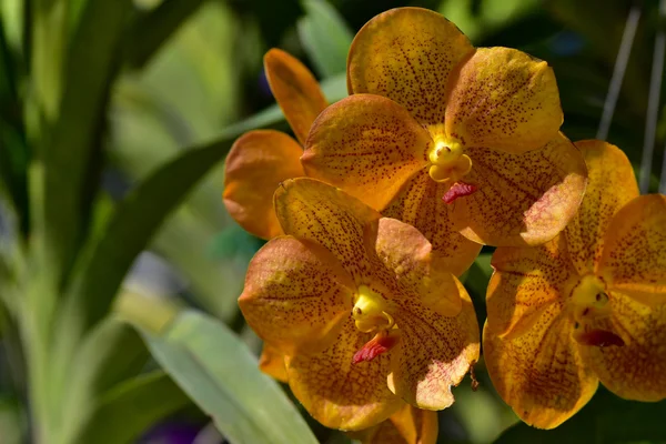 Thai orchid från Suan Pueng orchid farm — Stockfoto