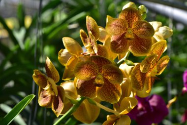 Suan Pueng orkide çiftlik Orkide Tay