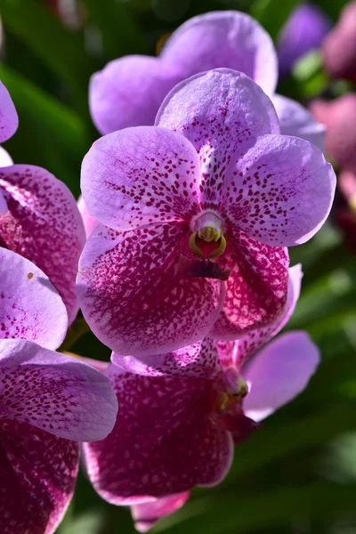 Thai orchid från Suan Pueng orchid farm — Stockfoto