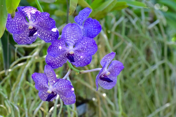 Thai orchid från Suan Pueng orchid farm — Stockfoto