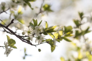 Batan güneşin kiraz çiçekleri