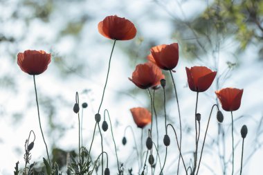 arka plan arka ışık güzel kırmızı haşhaş yaz