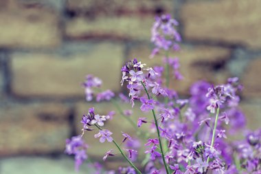 Taştan bir duvar bir arka plan üzerinde roket pembe çiçekler