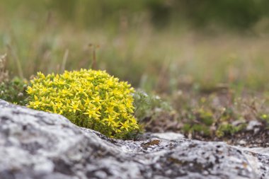 Yaz arka plan renkli sarı hendek stonecrop buzlu