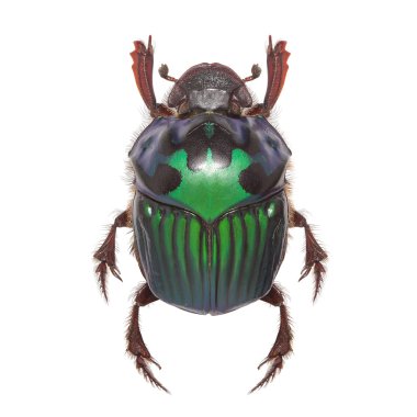 Güzel egzotik böceği gübre Oxysternon conspicillatum_f