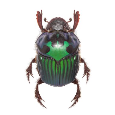Beautiful exotic beetle dung Oxysternon conspicillatum_f clipart