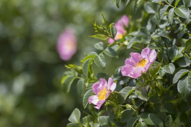 Oturan bir arı ile yabani gül çiçek