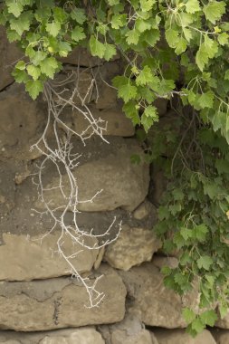 bir ston arka planı yeşil ve kuru dalları kuş üzümü