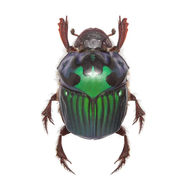Beautiful exotic beetle dung Oxysternon conspicillatum_f — Stock Photo, Image