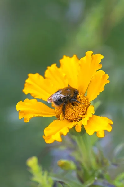 Bumblebee on yellow flower Marigold — Stock Photo, Image