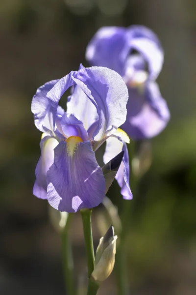 Flores iris púrpura retroiluminado sobre un fondo colorido —  Fotos de Stock