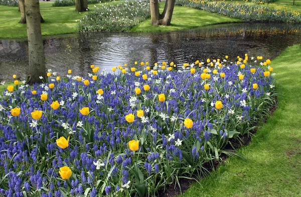 Tulpen und Muskari in den Niederlanden, Keukenhof. — Stockfoto