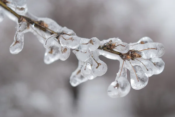 En gren efter Underkylt regn — Stockfoto