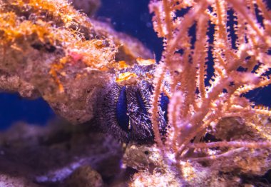 Vahşi egzotik balık