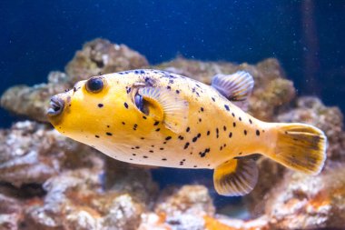 Vahşi egzotik balık