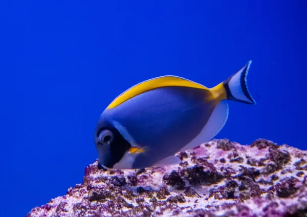 Peces exóticos en la naturaleza —  Fotos de Stock