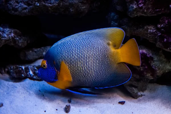 野生のエキゾチックな魚 — ストック写真