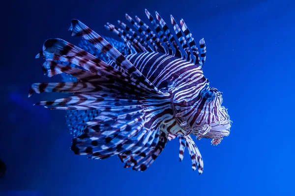 Poissons exotiques à l'état sauvage — Photo