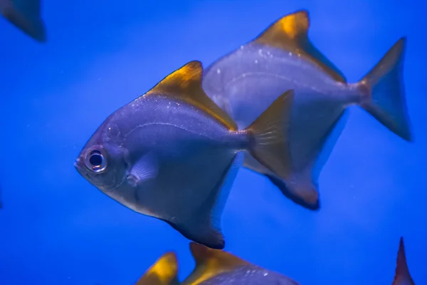 Poissons exotiques à l'état sauvage — Photo