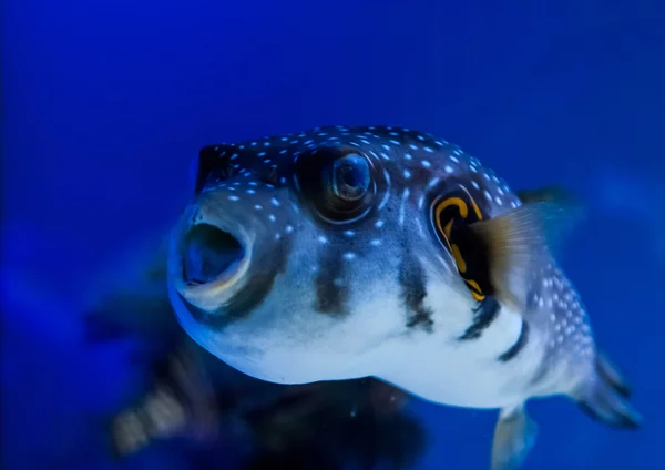 野生のエキゾチックな魚 — ストック写真