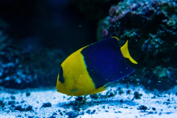 Exotische vissen in het wild — Stockfoto