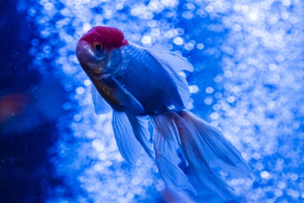 Vahşi egzotik balık