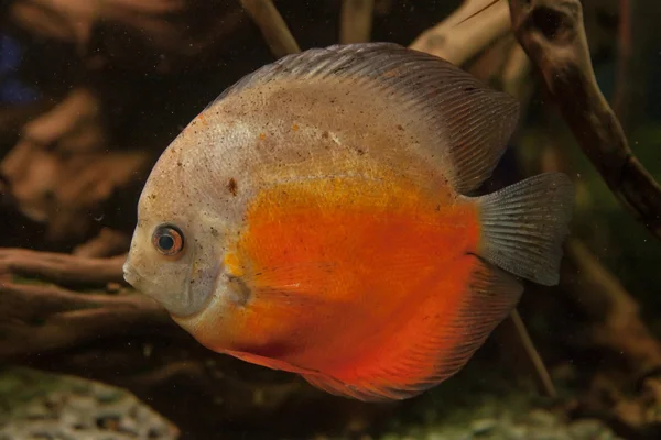 野生のエキゾチックな魚 — ストック写真