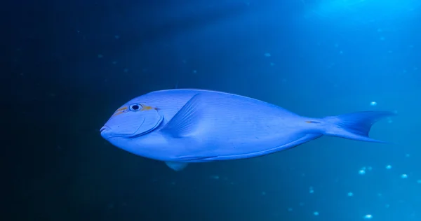 Poissons exotiques à l'état sauvage — Photo