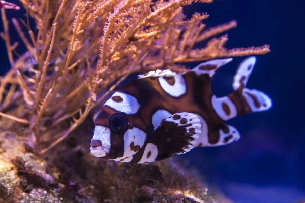 Exotiska fiskar i naturen — Stockfoto