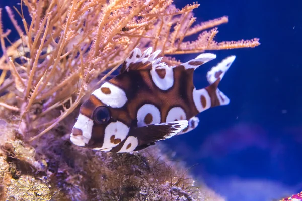 Exotiska fiskar i naturen — Stockfoto