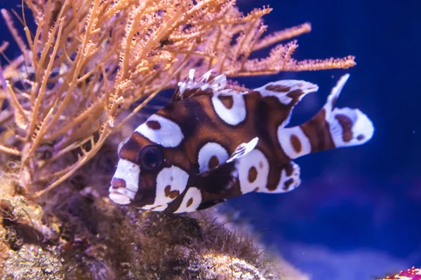 Exotiska fiskar i naturen — Stockfoto