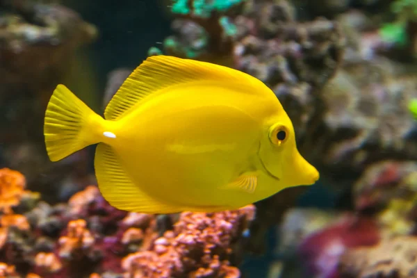 Poissons exotiques à l'état sauvage — Photo