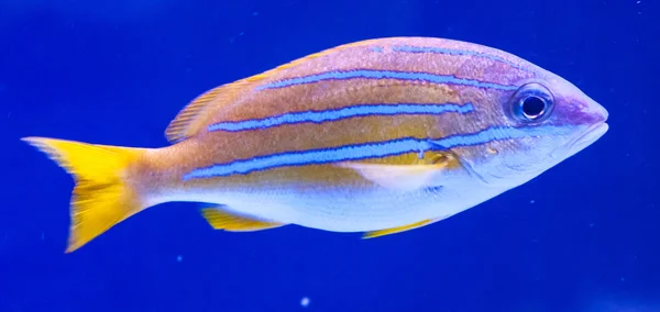 野生のエキゾチックな魚 — ストック写真