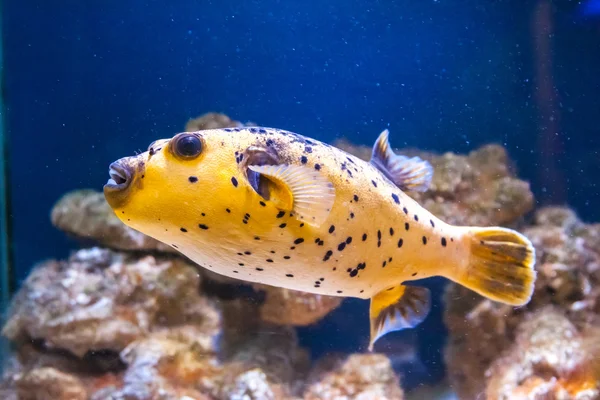 野生のエキゾチックな魚 — ストック写真