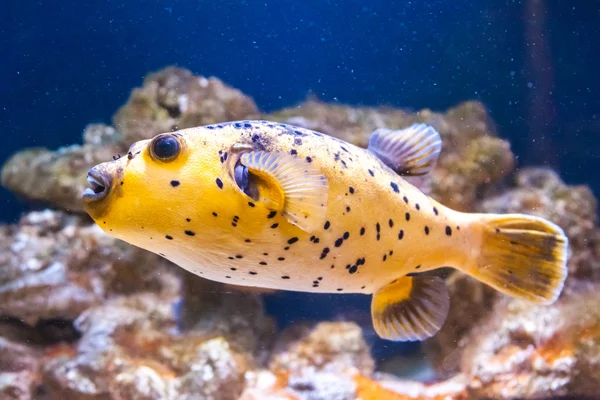 Vahşi egzotik balık