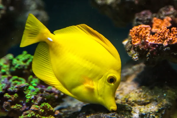 Vahşi egzotik balık