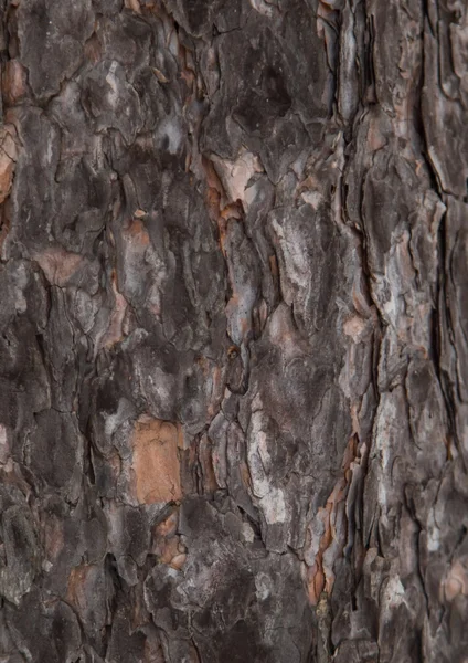 Corteccia di pino scozzese. Texture inclinabile senza cuciture . — Foto Stock