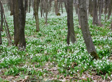 Bahar ormanlarında kar damlası halısı Galanthus plikasyonu