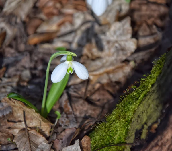 Snowdrop Galanthus plicatus in de buurt van stomp — Stockfoto