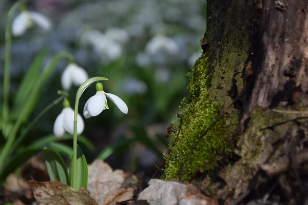 Снігові пробки Galanthus plicatus біля пенька — стокове фото