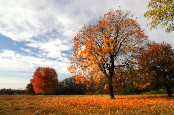 외로운 아름 다운가 나무 — 스톡 사진