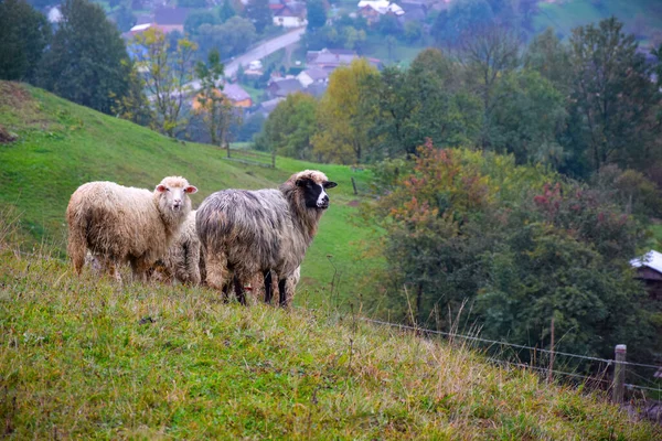 Moutons Sur Pâturage Près Village Montagne Montagnes Des Carpates Lazeschyna — Photo