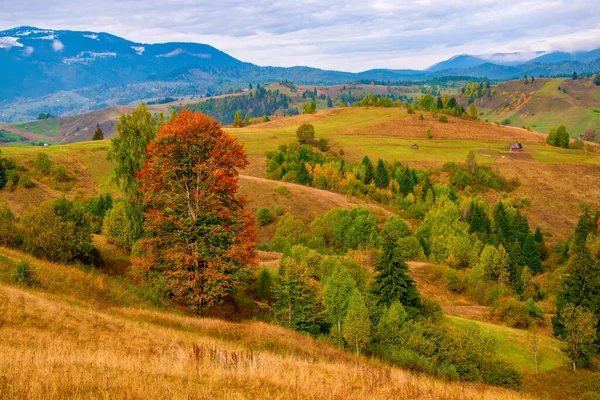 Rötlicher Baum Inmitten Der Berghügel Karpaten Rumänien Herbsttag — Stockfoto