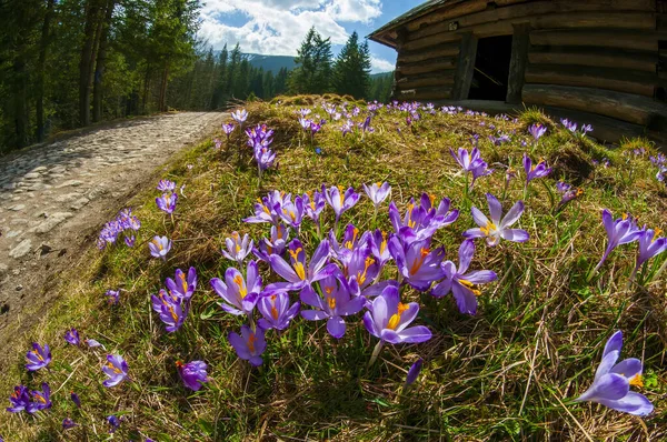 Hermosos Cocodrilos Flor Chocholowska Clearing Montañas Tatra Polonia Primavera Efecto — Foto de Stock