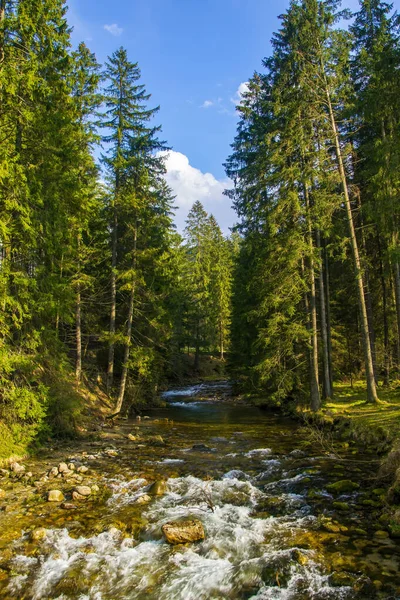 Rapid Creek Magas Fenyőfák Koscieliska Völgyében Tátrában Híres Zakopane Síközpont — Stock Fotó