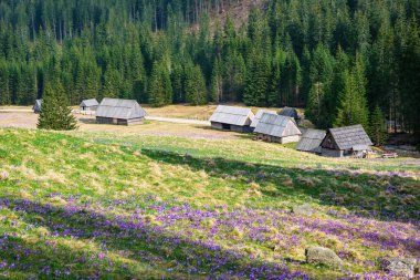 Polonya 'nın Tatra Dağları' ndaki Picturesque Chocholowska Ormanı. Güneşli bahar gününde çiçek açan timsahlar ve tarihi kır evleri.