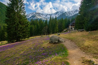 Chocholowska açıklarında güneşli bir bahar günü, Tatra Dağları, Karpatlar, Polonya. Dağ yolu, çiçek açan mor timsahları ve arka planda karlı dağları olan güzel çayırlar.