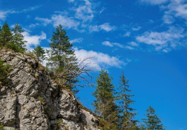 Uçurumdaki fidan ağaçları mavi gökyüzüne karşı. Tatra Dağları, Polonya.