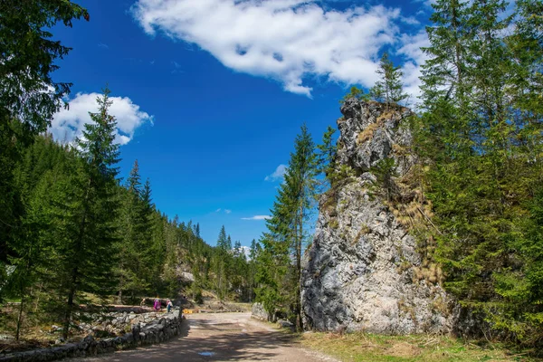 Camino Famosa Chocholowska Clearing Con Altos Abetos Rocas Fondo Montañas — Foto de Stock